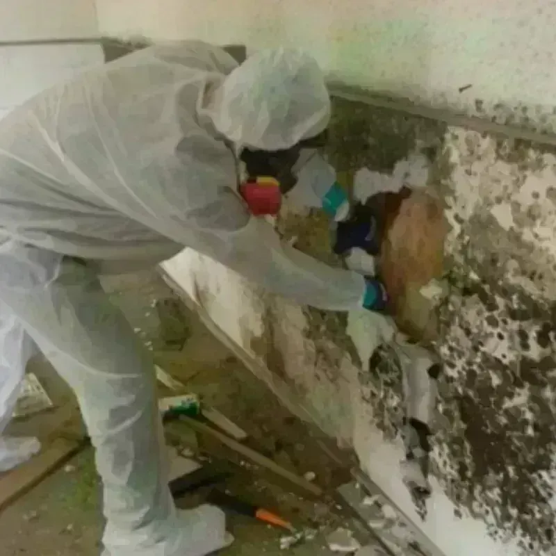 Mold Remediation and Removal in Rydal, GA